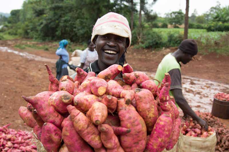Sweet potato harvest. Credit: Aminah Jasho, KHCP.