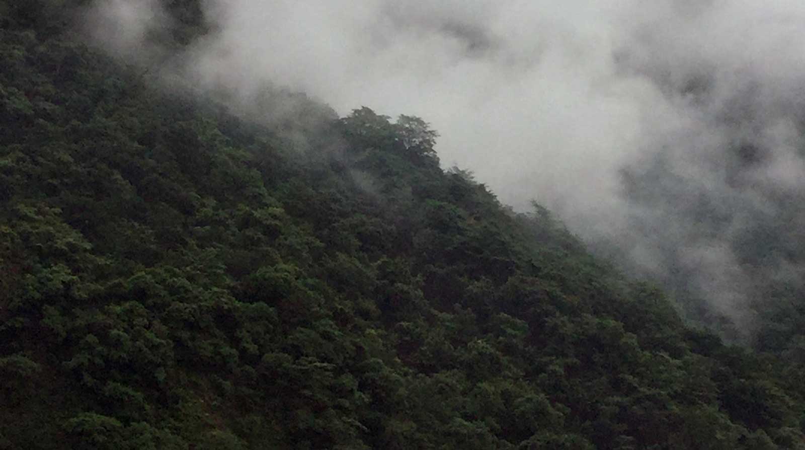 Forest hillside. Credit: Janhavi Mittal