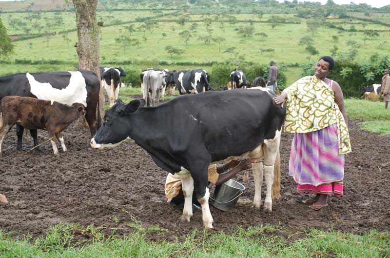 In Rwanda, farmers have successfully organized in cooperatives to sell milk produced in integrated garden-livestock systems
