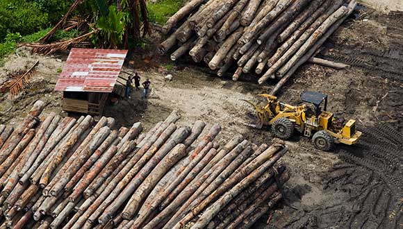 Logging camp in Fergusson Island, Milne Bay. Credit: Paul Hilton/Greenpeace.